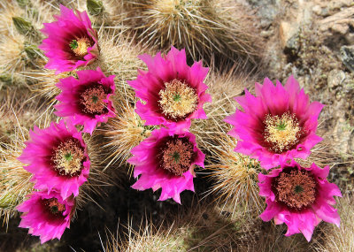 Cactus Flowers