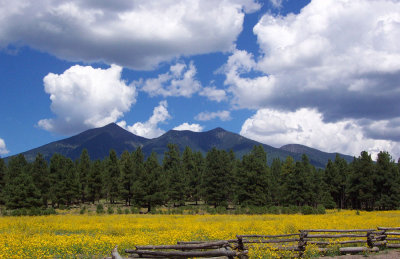 Wild Flowers and Humphrey's Peak