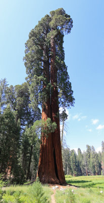 sequoia2b.jpg