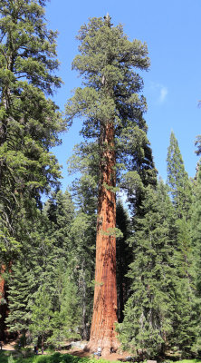 sequoia perspective.jpg