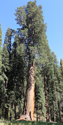 sequoia perspective2.jpg