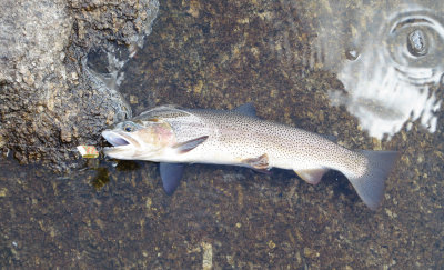 Valentine Cutthroat Trout