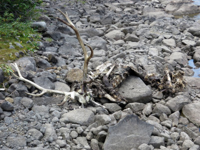 Elk Carcass South side Graves Lake