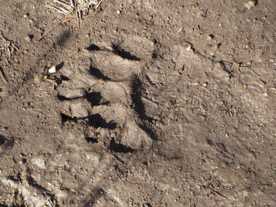 Bear tracks below Skull Lake