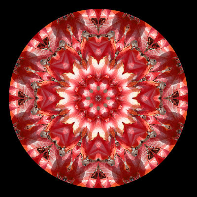 Kaleidoscopic picture created with autumn leaves