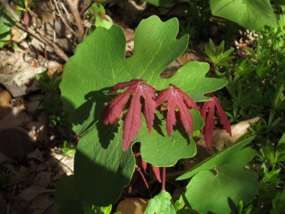 2594 baby japanese maple & bloodroot