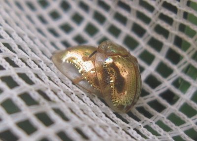 Metallic Bugs (Golden Tortoise Beetles)