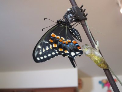 Black Swallowtail emerged