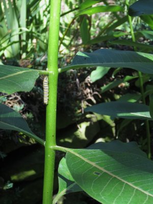 6015 monarch caterpillar on milkweed