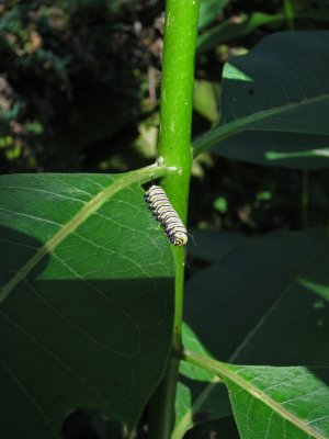 6016 monarch caterpillar on milkweed