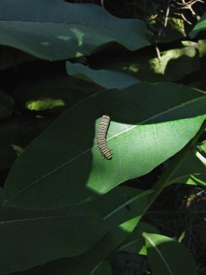 6017 monarch caterpillar