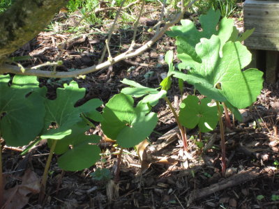 8086 bloodroot (after flower)