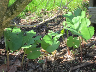 8087 bloodroot (after flower)