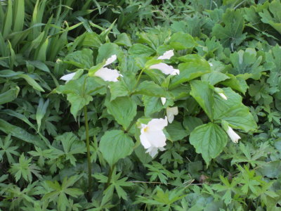 8088 trillium