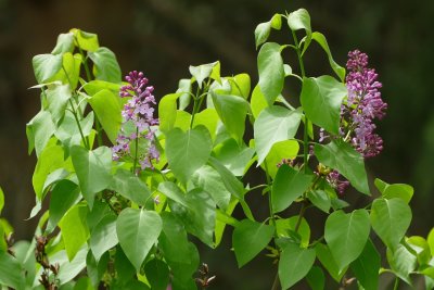 Lilacs (and dragonfly) and redbuds 5/9/2016