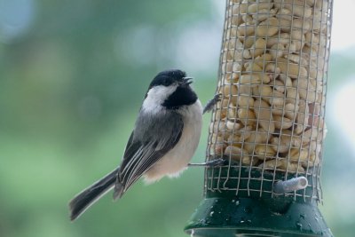 Birds and chipmunk 5/14 and 5/15/2016