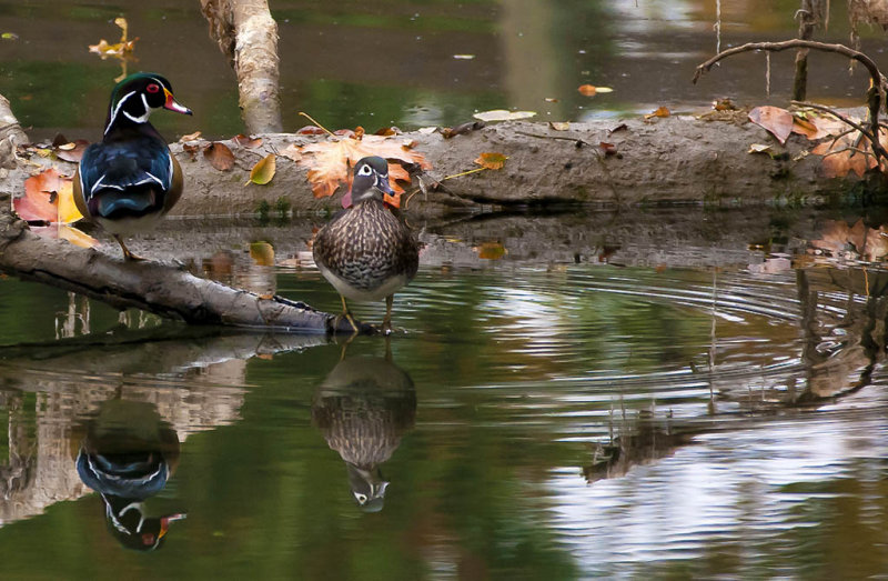 Wood Ducks - Rachel PenneyCAPA Fall 2012 - Nature - 18 points