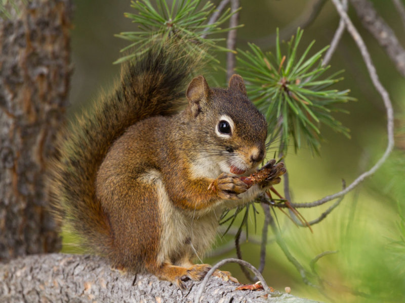 Red Squirrel - Rose VanderstapCAPA Fall 2012 - Nature - 19 points