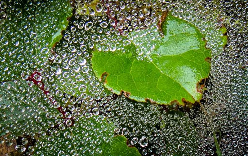 Dew on Spider WebJan HeerwagenCelebration of Nature2013General