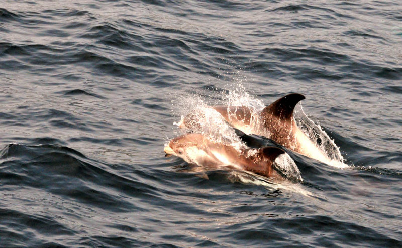 Dolphin Mother and ChildEd WiebeCelebration of Nature2013Mammals