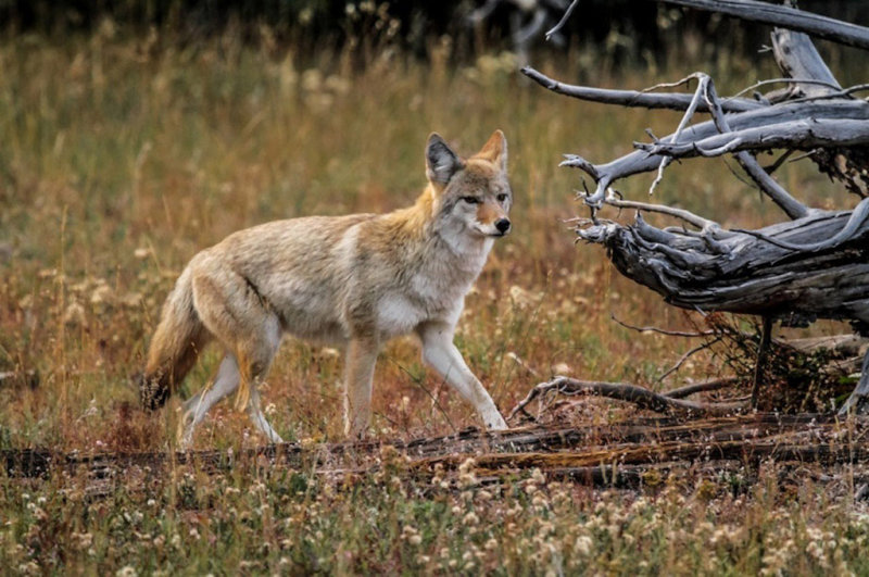 Wandering CoyoteRose VanderstapCelebration of Nature2013Mammals