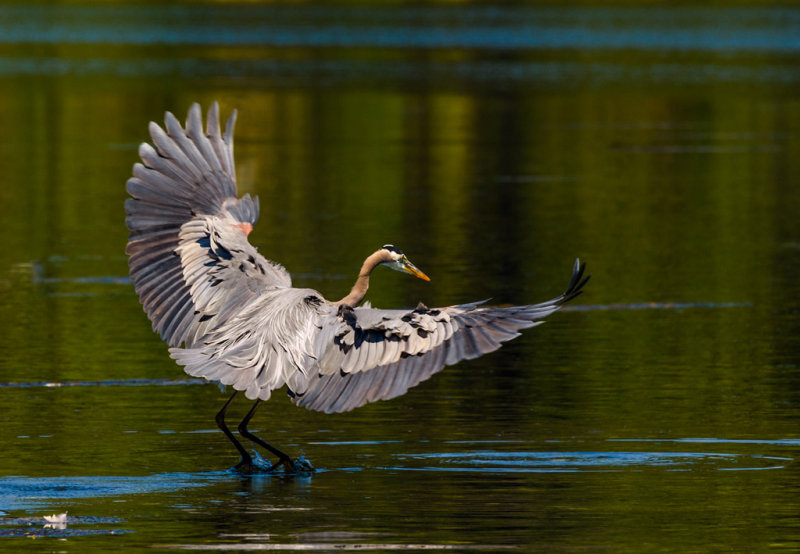 Great Blue Heron TouchdownSandy StewartCelebration of Nature2013Birds