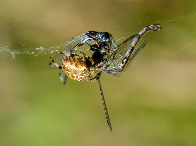 Damsel in DistressCim MacDonaldCelebration of Nature2013General