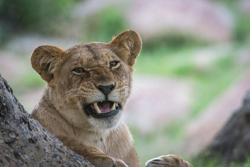 Angry Look<br>Alan Story<br>Celebration of Nature<br>2013<br>Mammals