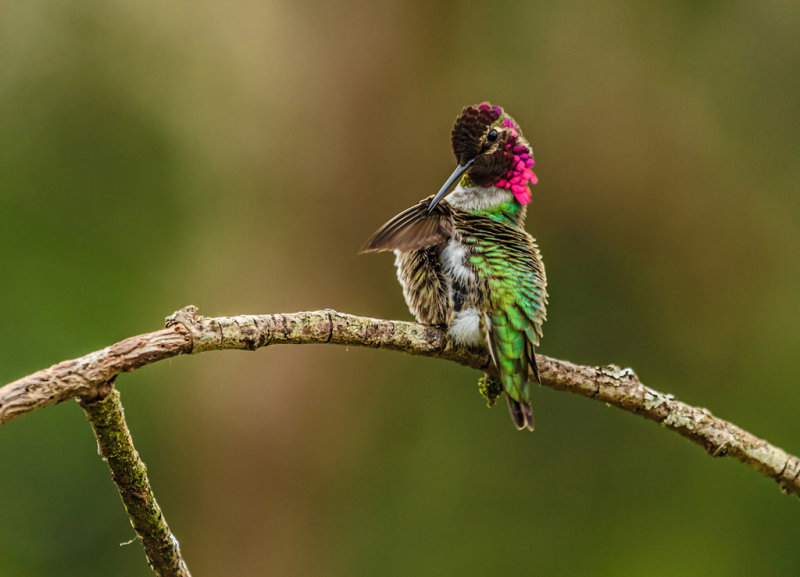 Male Anna's Hummingbird PreeningSandy StewartCelebration of Nature2013Birds: 20.5 Points