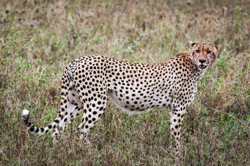 Cheetah after a MealRita StoryCelebration of Nature2013Mammals: 21.5 Points