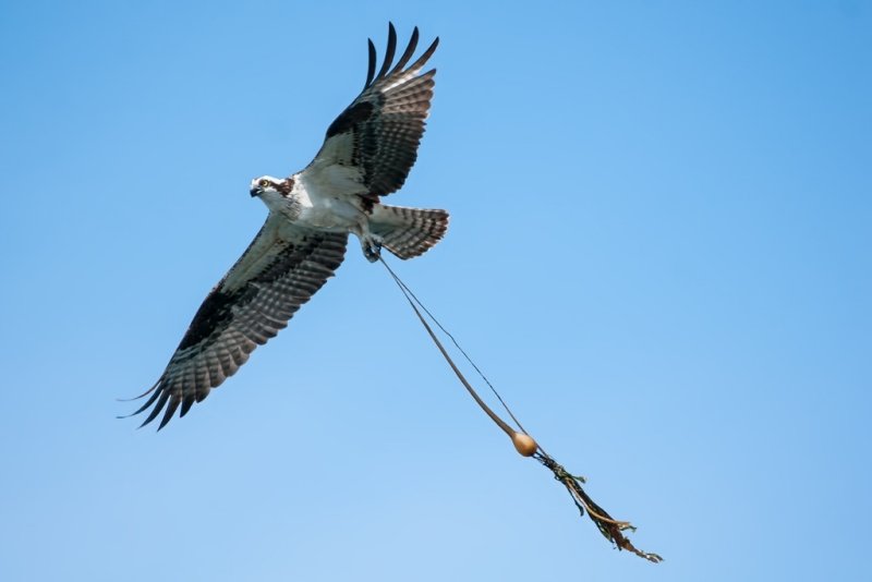 Osprey Catch Of The DayRachel PenneyCAPA Fall 2013Nature - 22 points tied