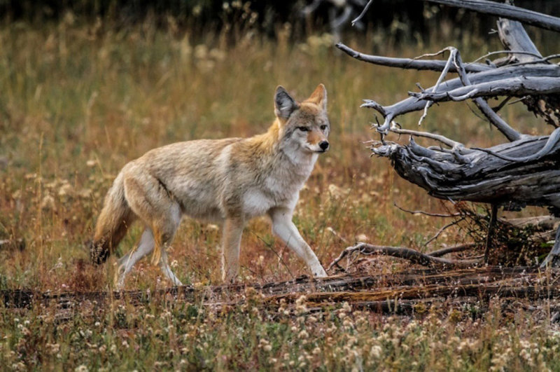 Wandering Coyote Rose Vanderstap CAPA Fall 2013 - Nature