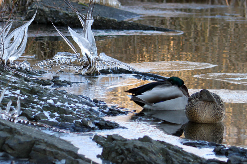 Frozen Ducks - Wilma Harvie North Shore Photographic Challenge 2014