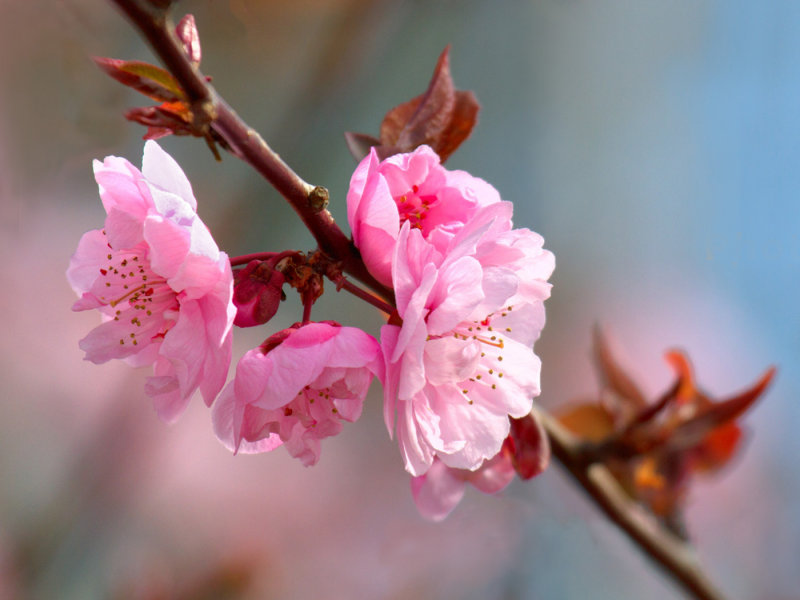 Cherry Blossom Time - Racine Erland North Shore Photographic Challenge 2014