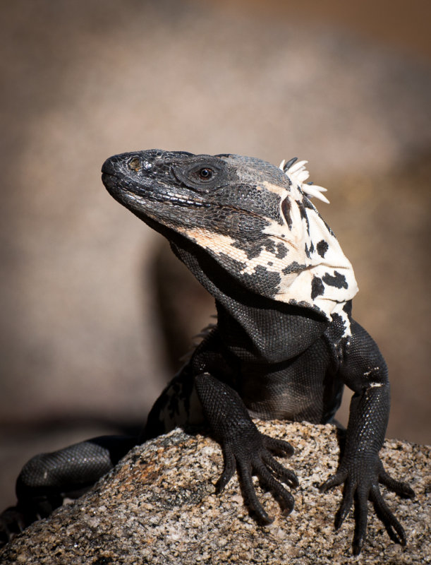 Iguana's Good Side - Jan HeerwagenCAPA 2014 - Nature/OpenNature