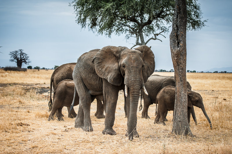 Matriarch & Family - Alan StoryCAPA 2014 - Nature/OpenNature