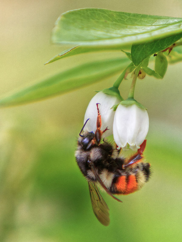 Nature's Pollinator - Racine ErlandCAPA 2014 - Nature/OpenNature