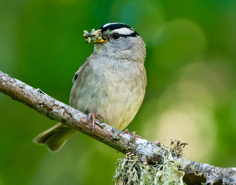 White Crowned Sparrow - Rachel PenneyCAPA 2014 - Nature/OpenNature: 22 Points