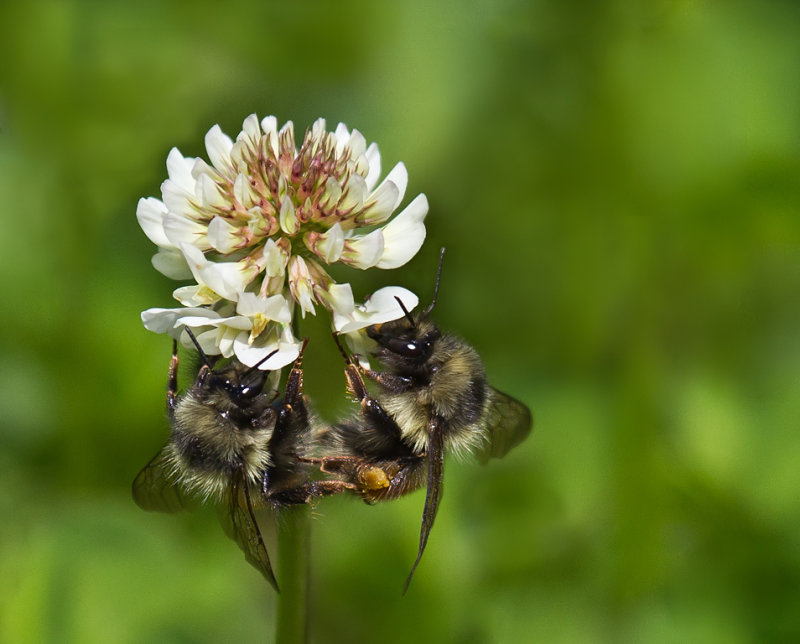Bees on Clover - Racine ErlandCAPA 2014 - Nature/OpenNature: 21 Points