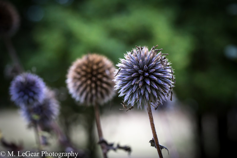 Mark LeGearSpikey color
