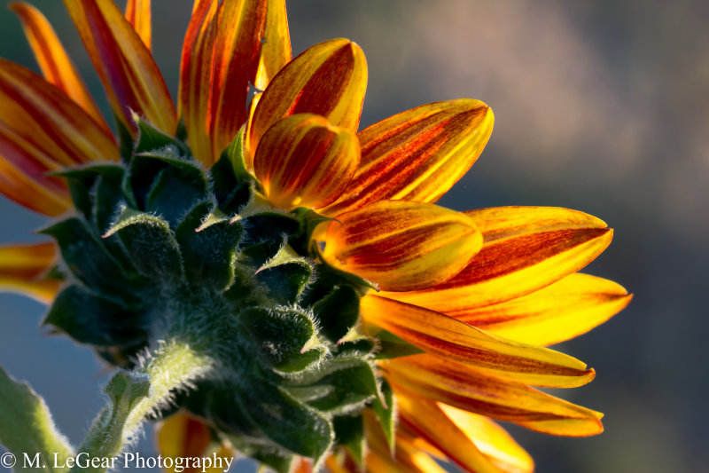 Mark LeGearOde to the sunflower