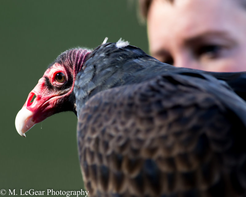 Mark LeGearPhoenix the Turkey Vulture
