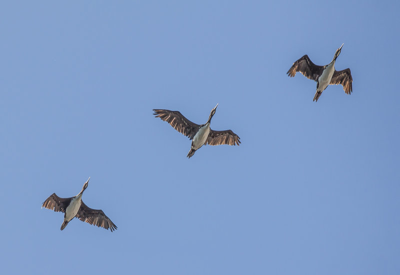 Cormorants In FlightRosemary RatcliffCAPA Fall 2014Nature