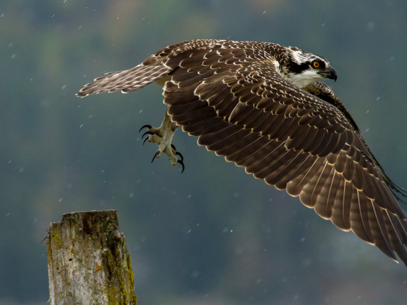 Juvenile Osprey and RainBarry HetschkoCAPA Fall 2014Nature
