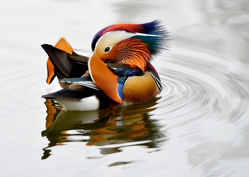 Mandarin DuckCim MacDonaldCAPA Fall 2014 Nature - Points: 21 tied