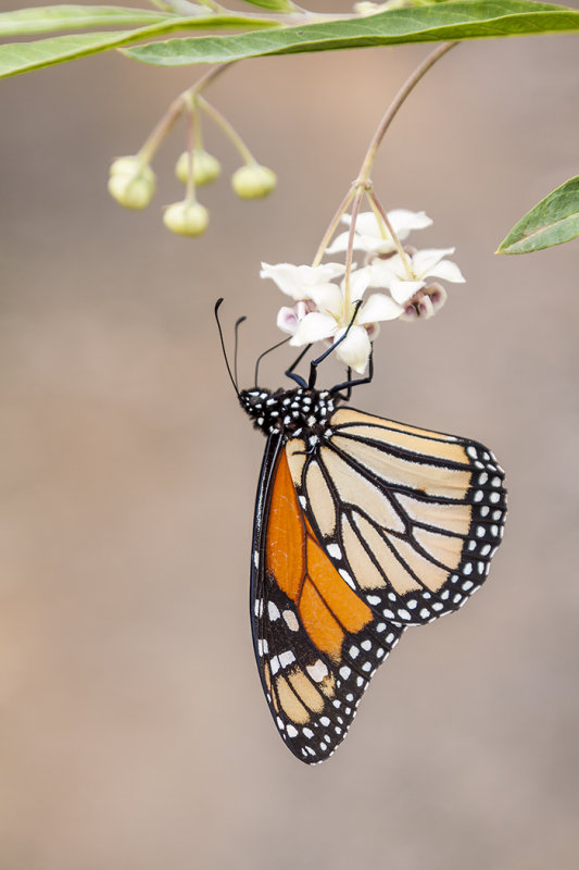 Monarch Butterfly<br>Rosemary Ratcliff<br>CAPA Fall 2014<br>Nature