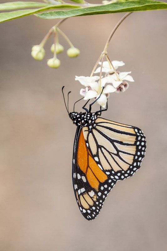 Monarch Butterfly<br>Rosemary Ratcliff<br>