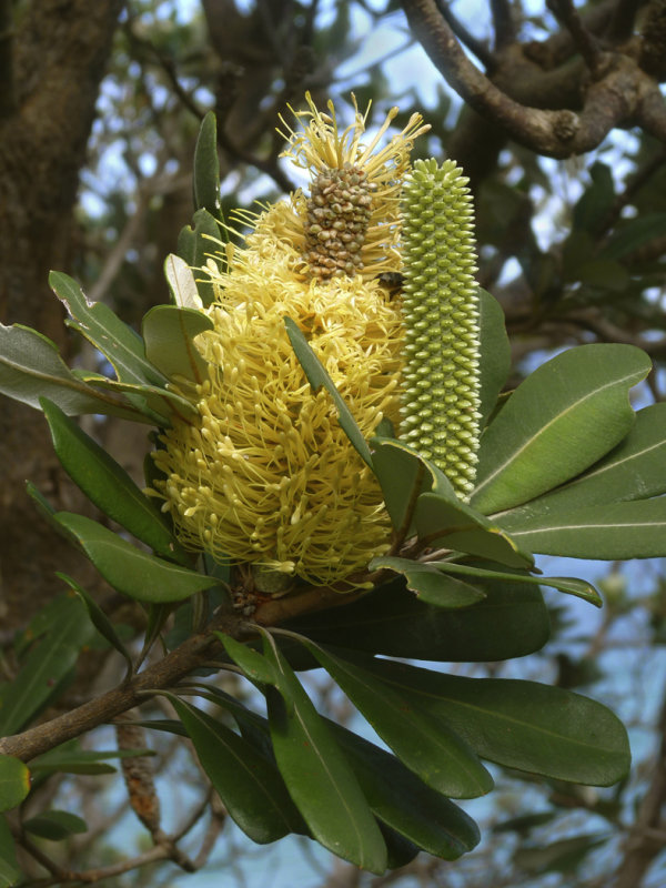 Banksia BlossomPatricia Rankin