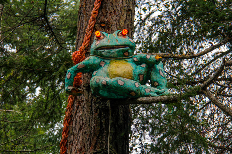 Tom MurchieGabriola tree frog