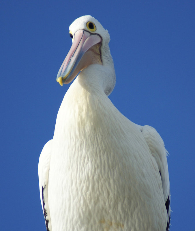 Austalian PelicanPatricia RankinCAPA 2015  Wildlife